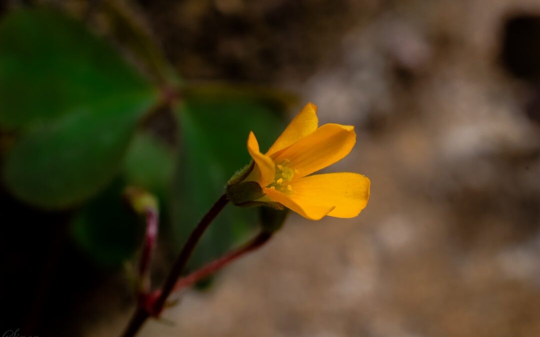 Photo Photography tips
