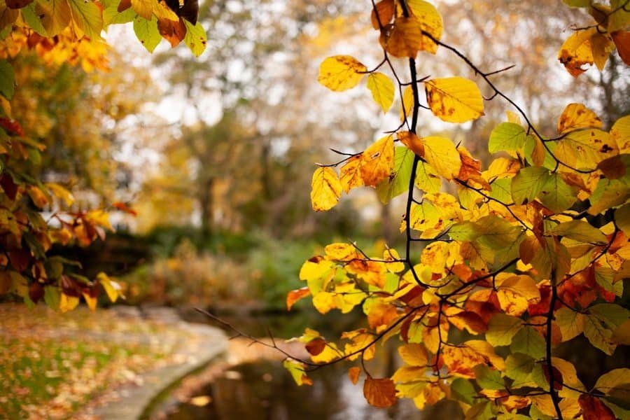 Tollymore Forest
