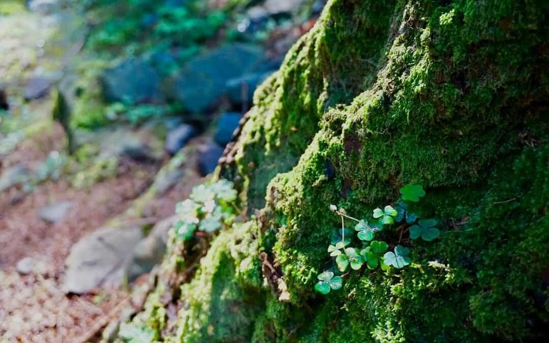 Tollymore Forest, A Mystical Adventure