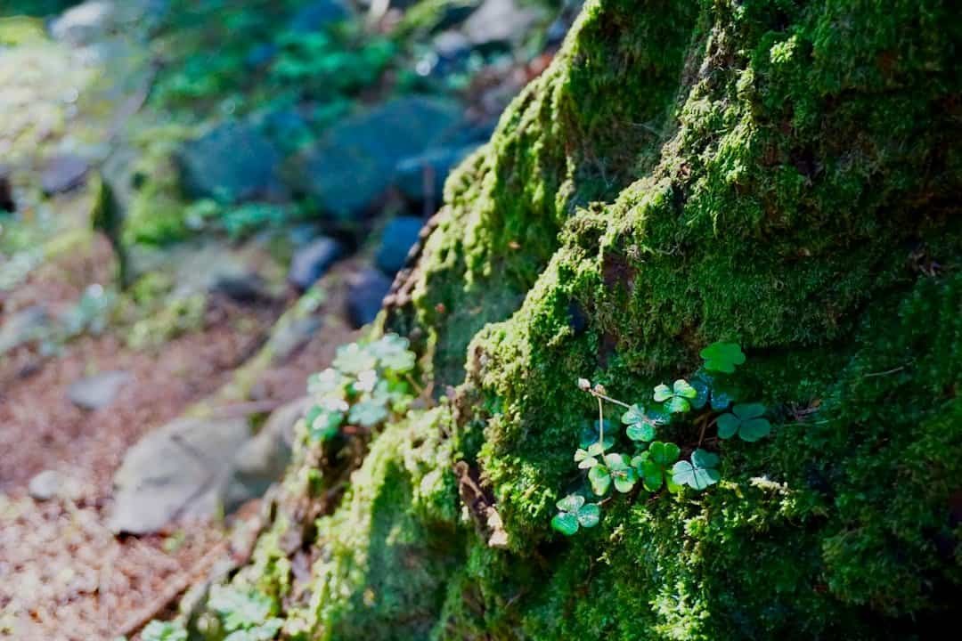 Photo Tollymore Forest